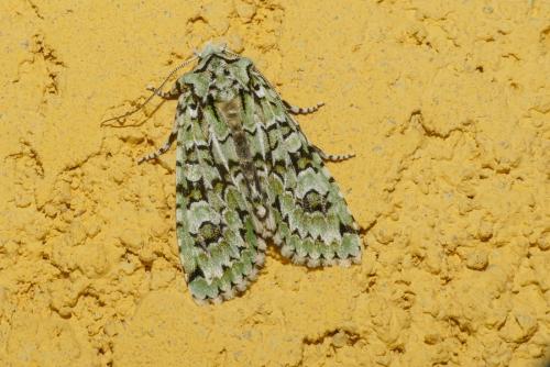Griposia aprilina